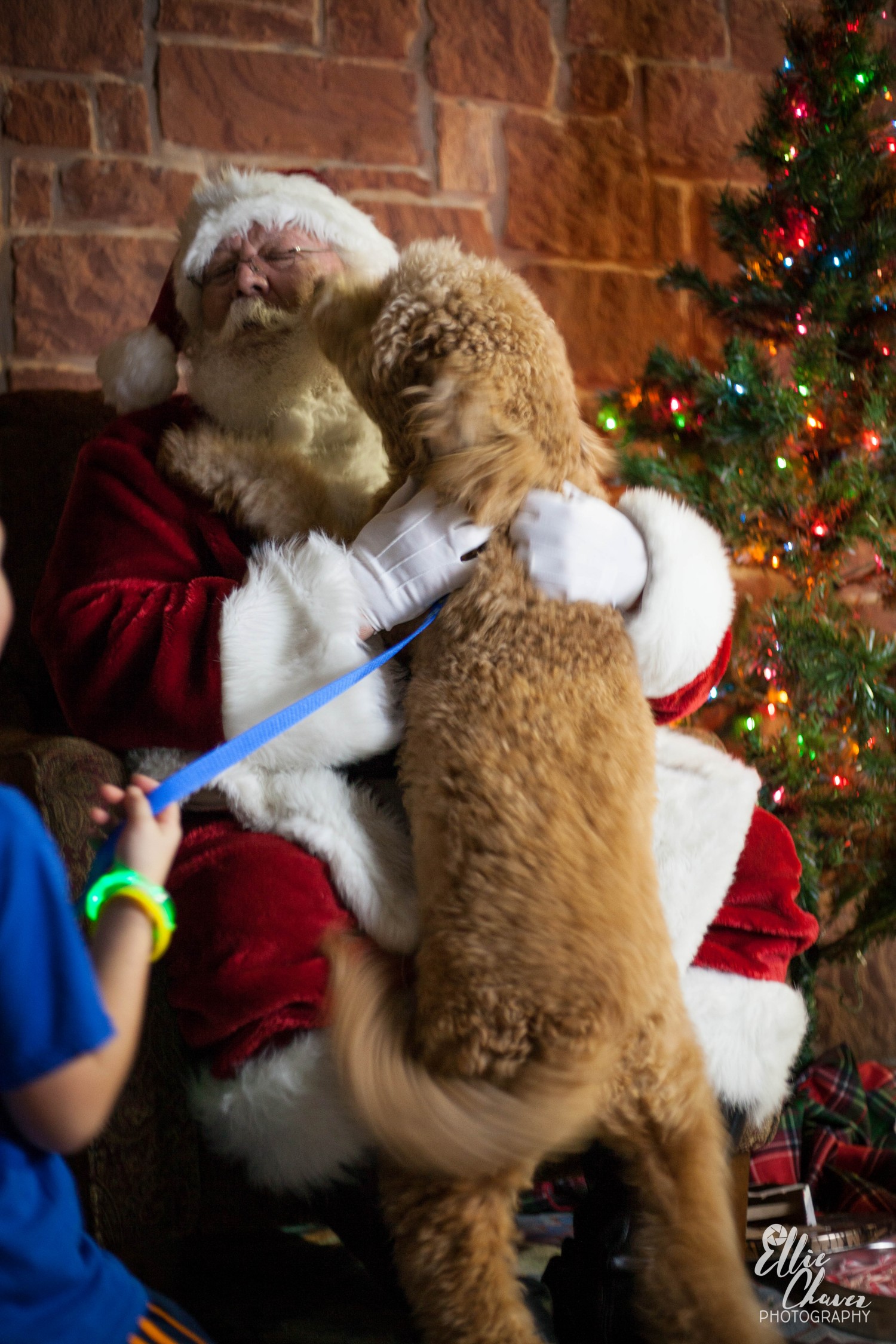 Santa Pet Photos at The Lago Vista Family Festival